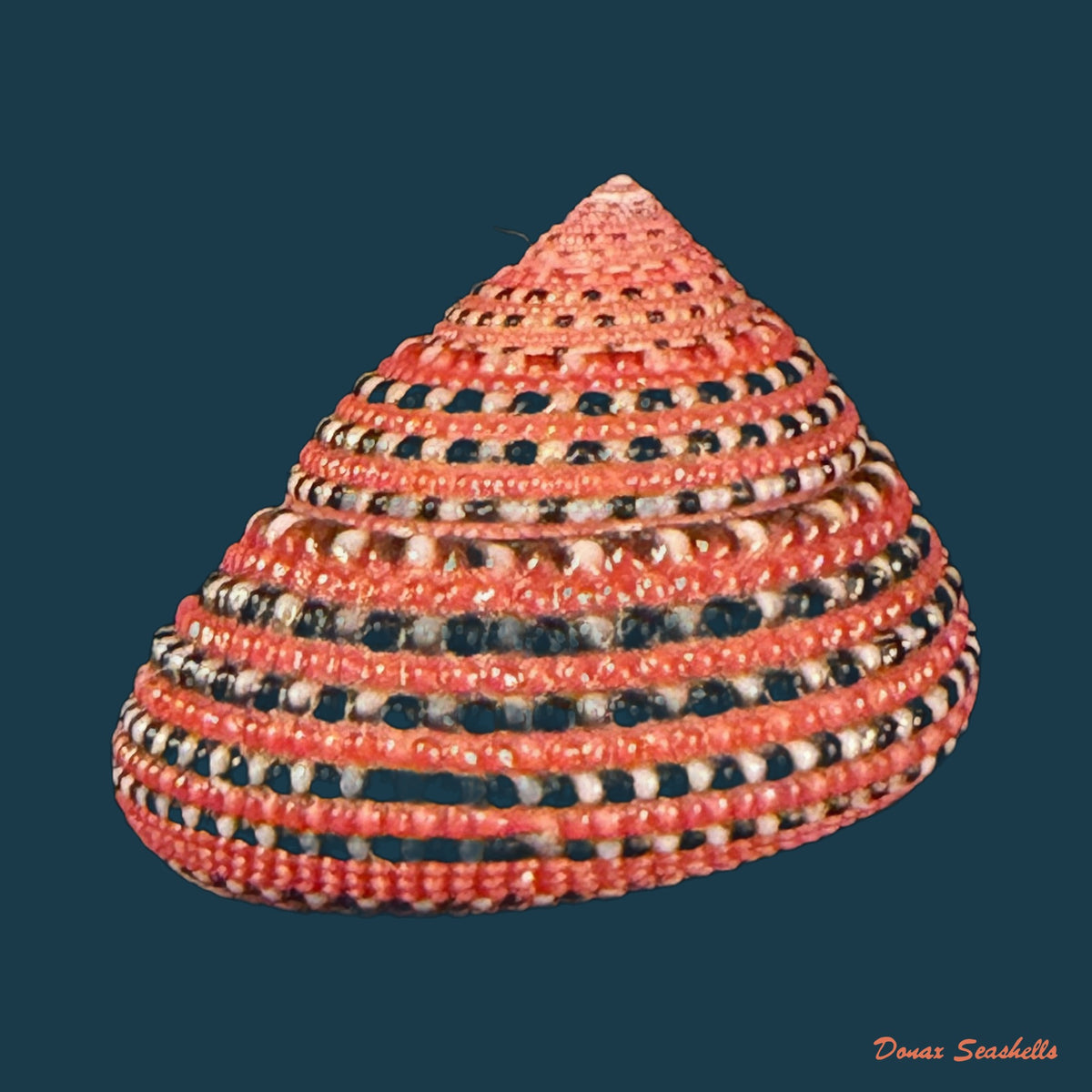 Clanculus pharaonius (Linnaeus, 1758) - 16,6mm