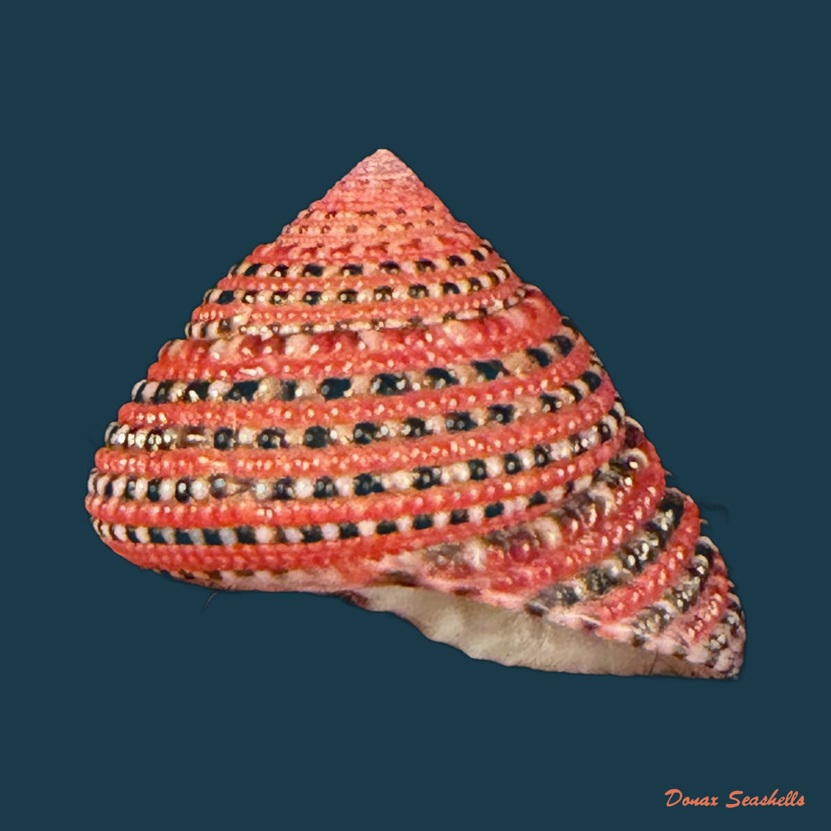 Clanculus pharaonius (Linnaeus, 1758) - 16,6mm