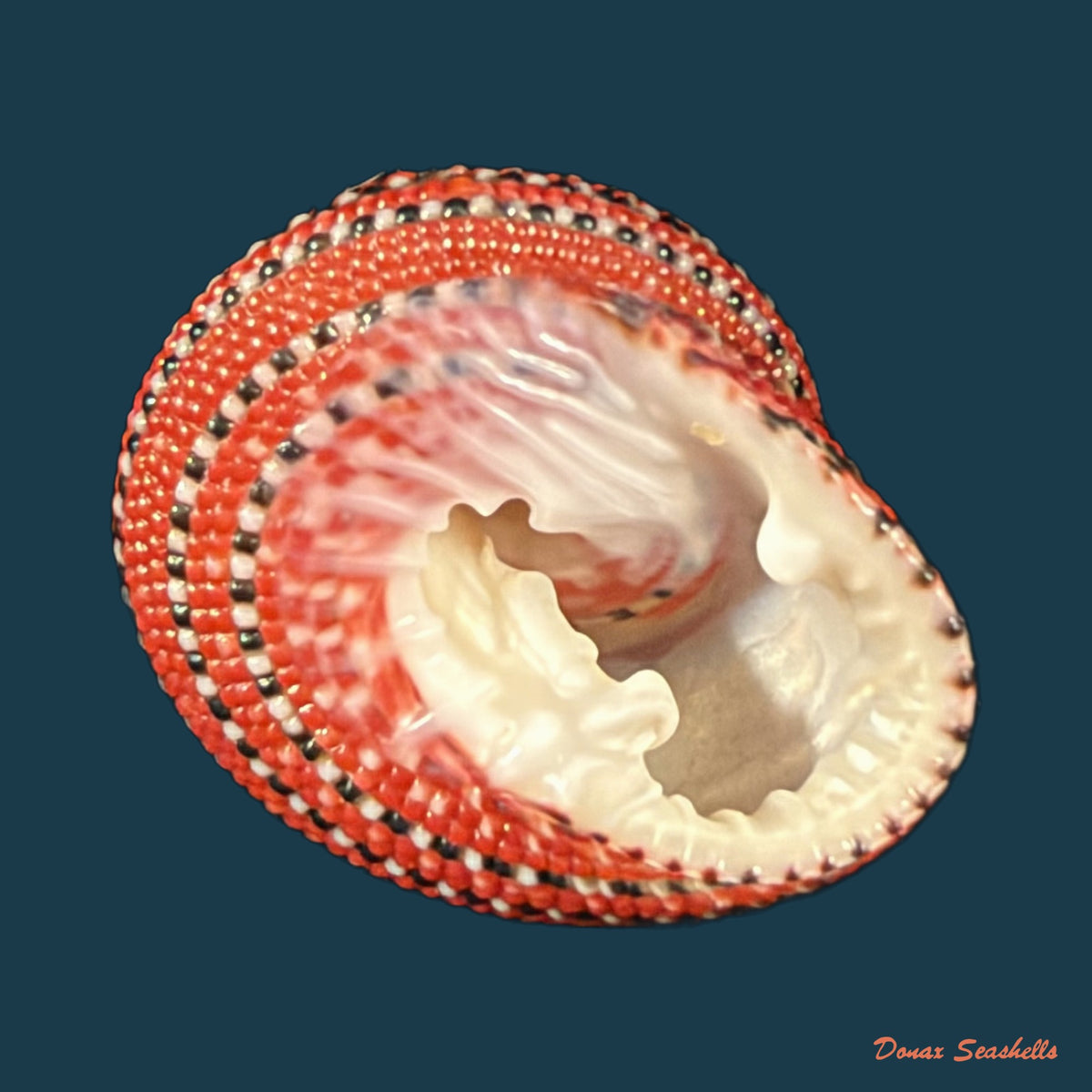Clanculus pharaonius (Linnaeus, 1758) - 16,6mm
