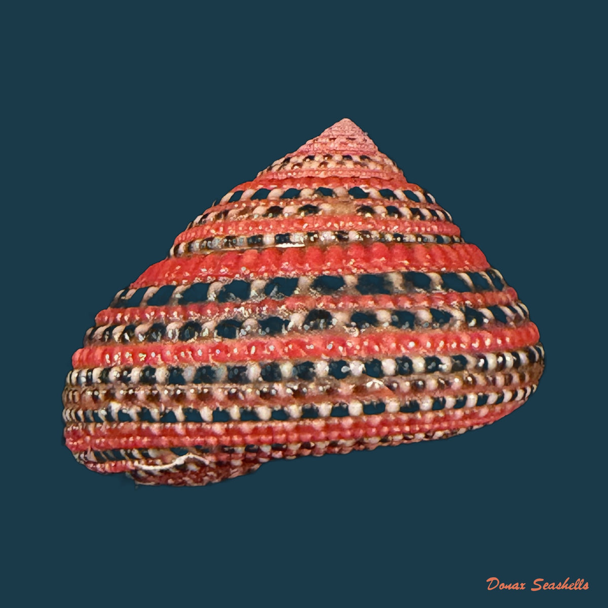 Clanculus pharaonius (Linnaeus, 1758) - 22,2mm