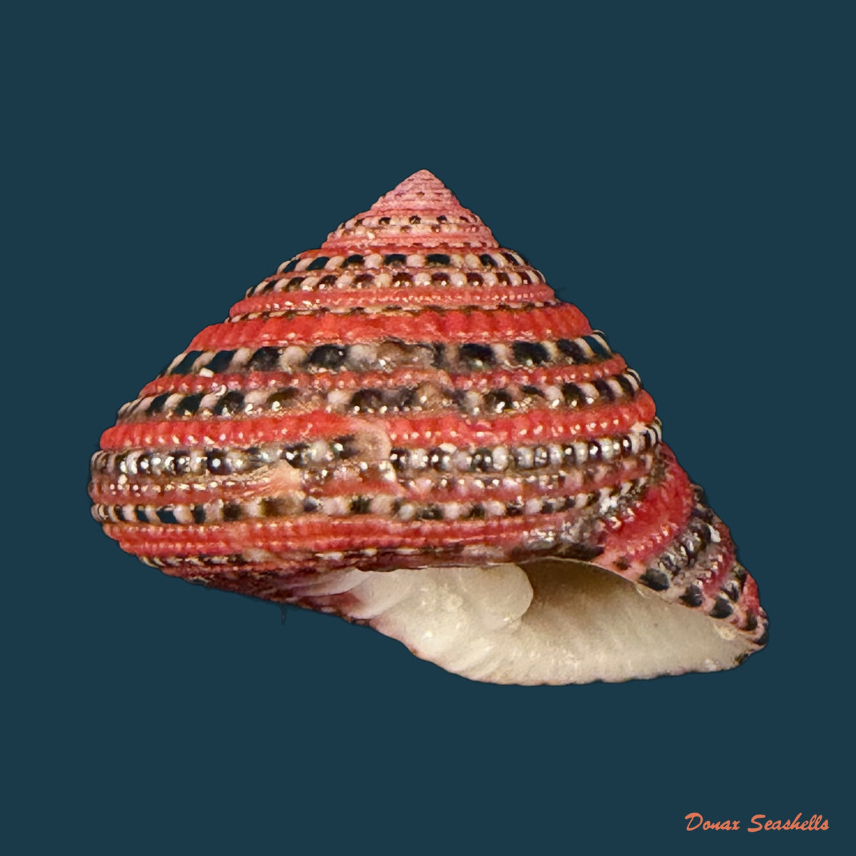 Clanculus pharaonius (Linnaeus, 1758) - 22,2mm