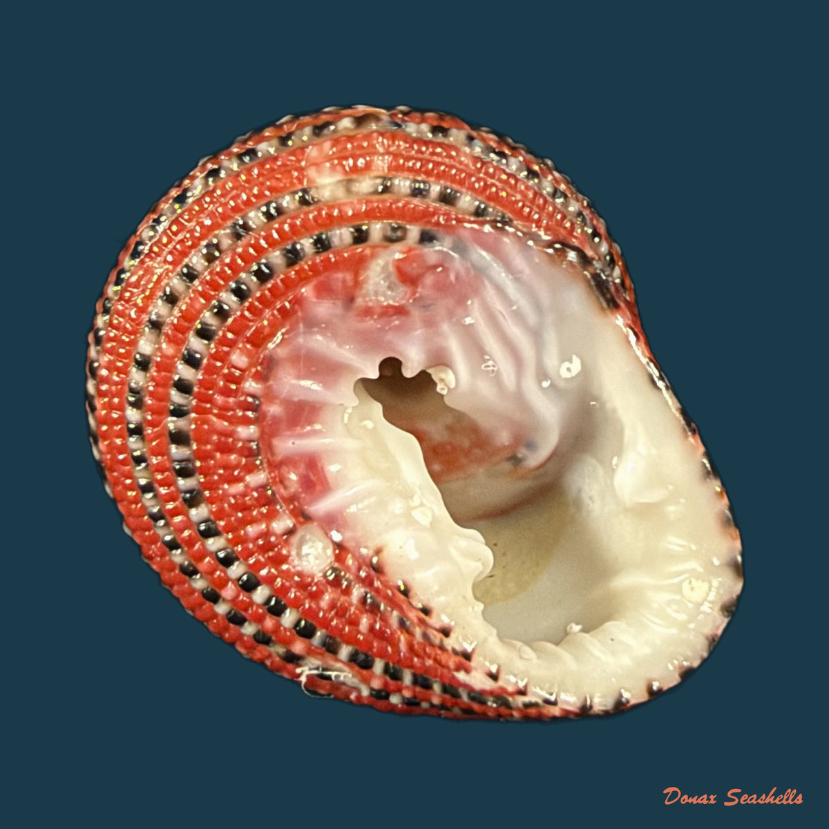Clanculus pharaonius (Linnaeus, 1758) - 22,2mm
