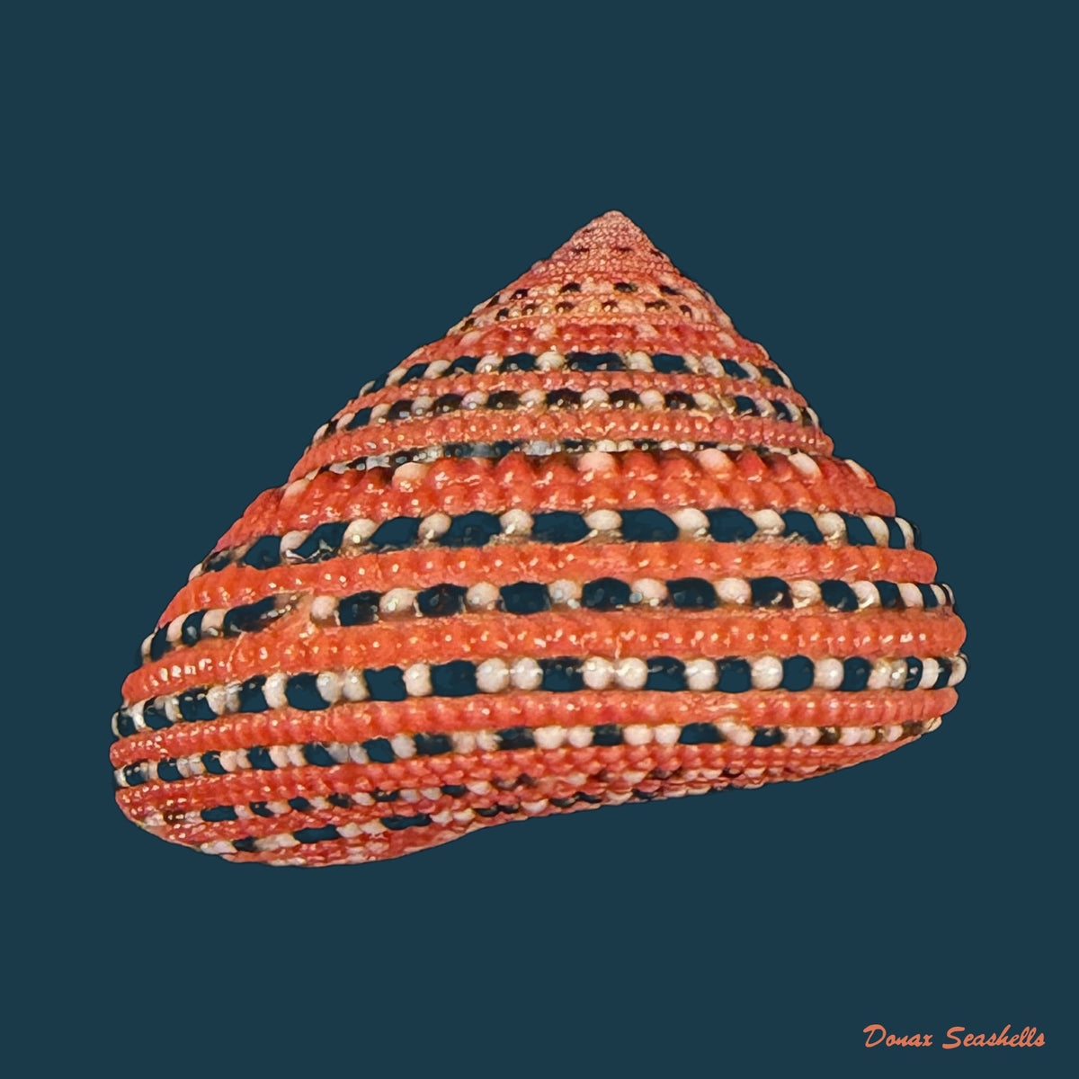 Clanculus pharaonius (Linnaeus, 1758) - 18,2mm