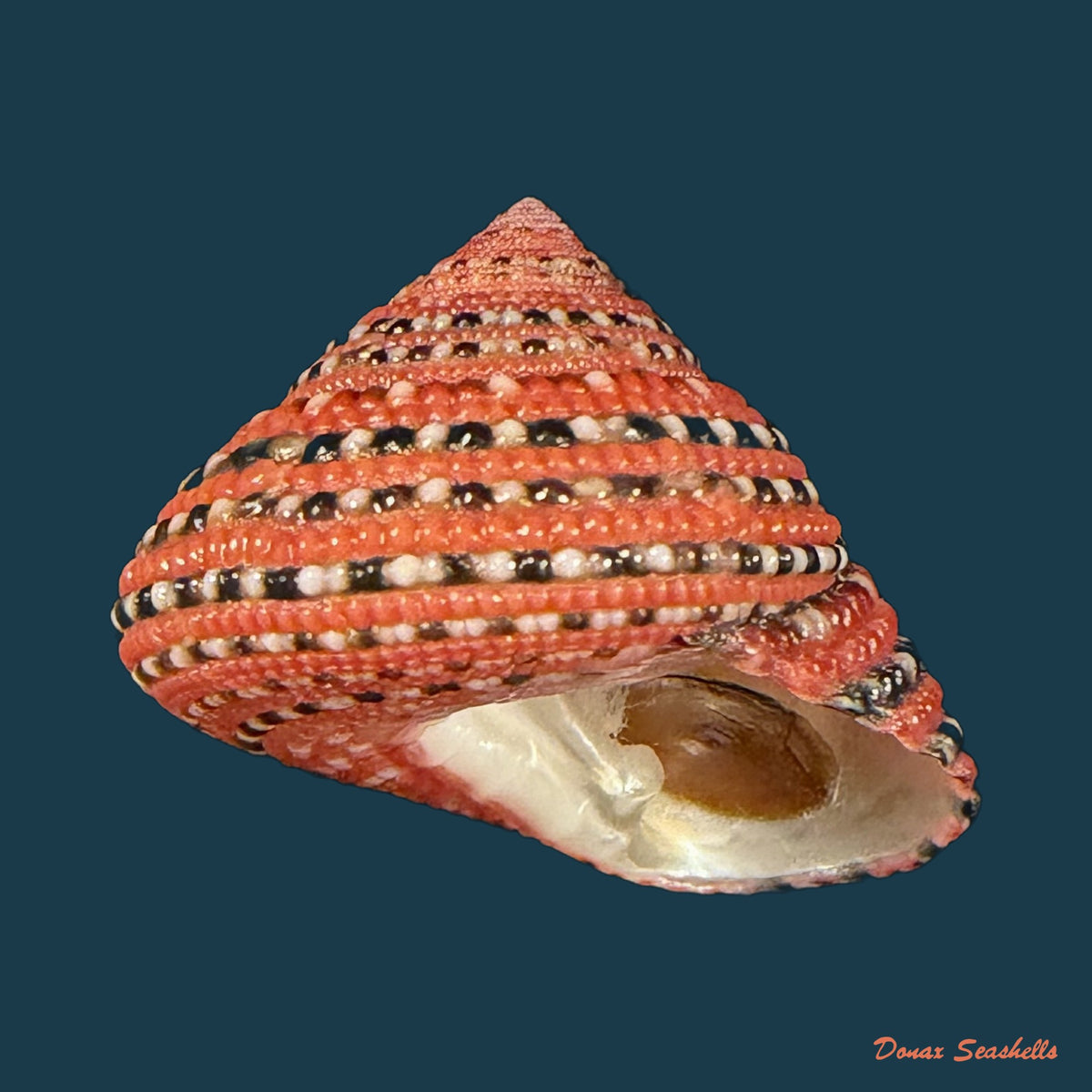Clanculus pharaonius (Linnaeus, 1758) - 18,2mm
