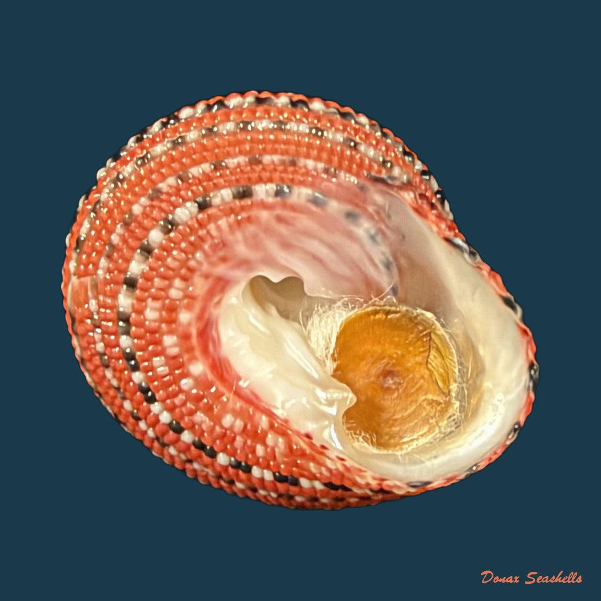 Clanculus pharaonius (Linnaeus, 1758) - 18,2mm