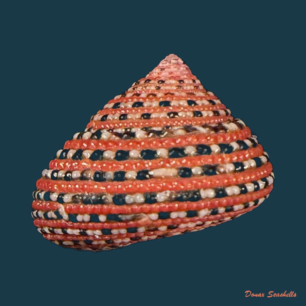 Clanculus pharaonius (Linnaeus, 1758) - 16mm
