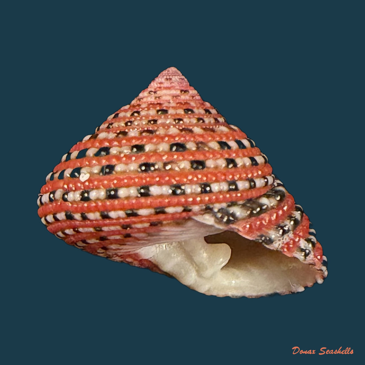 Clanculus pharaonius (Linnaeus, 1758) - 16mm