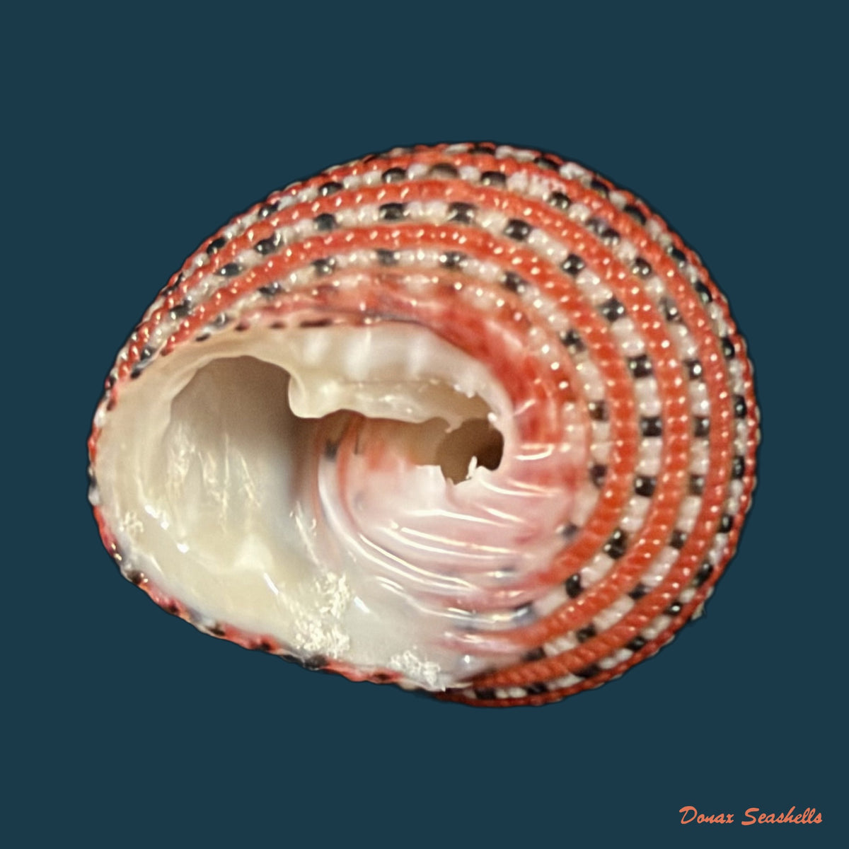 Clanculus pharaonius (Linnaeus, 1758) - 16mm