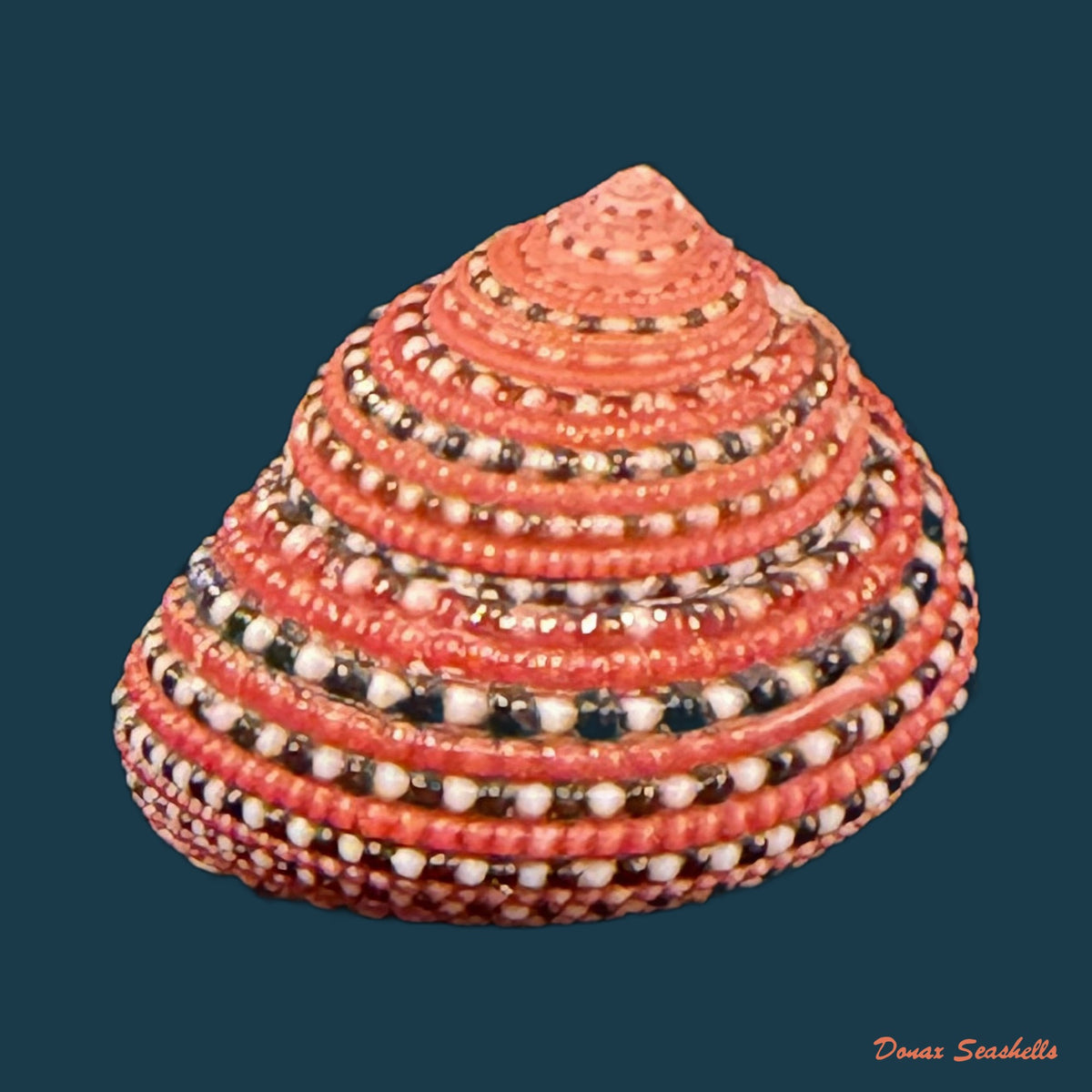 Clanculus pharaonius (Linnaeus, 1758) - 20,1mm