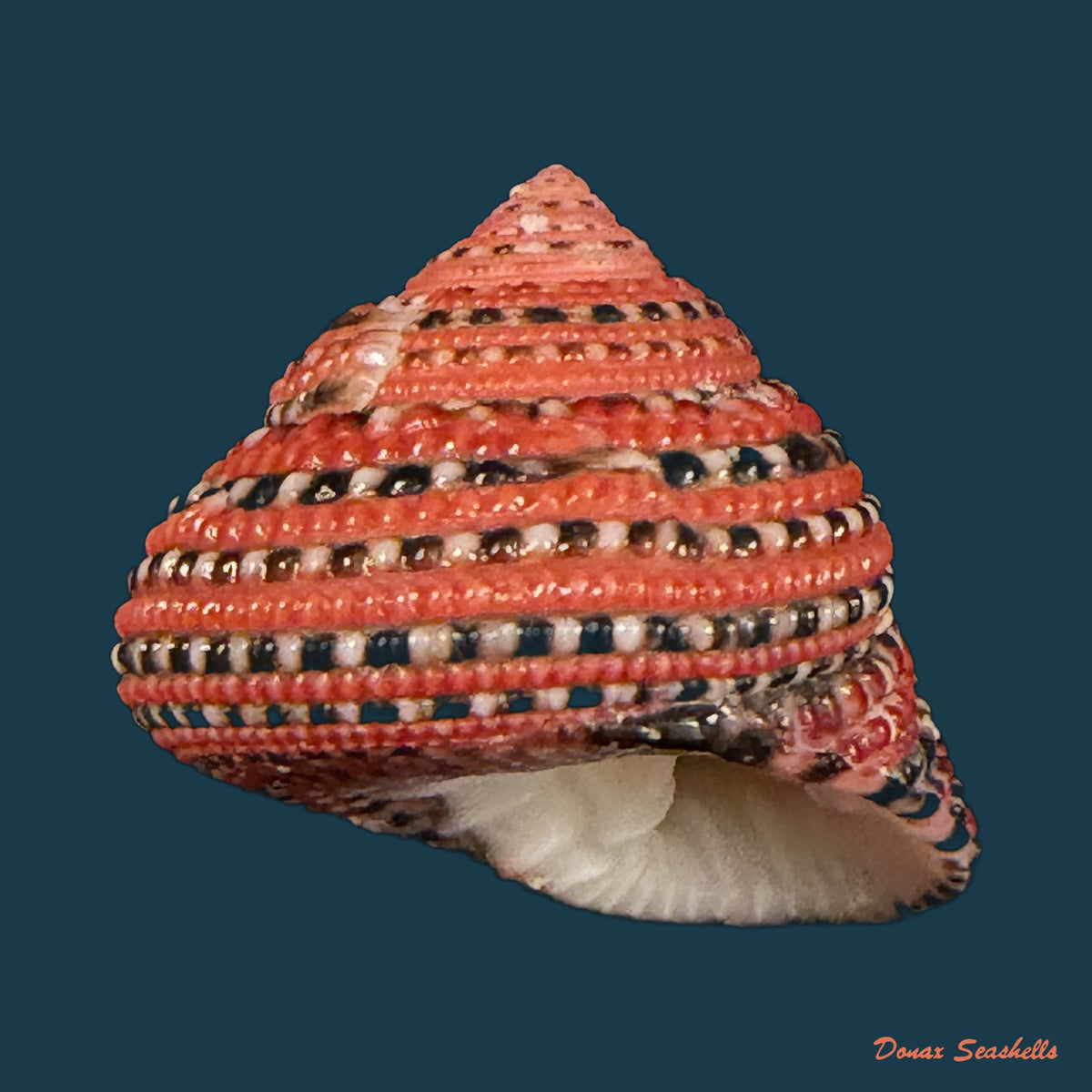 Clanculus pharaonius (Linnaeus, 1758) - 20,1mm