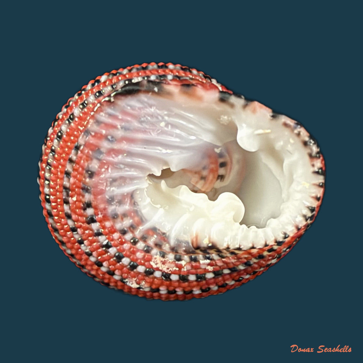 Clanculus pharaonius (Linnaeus, 1758) - 20,1mm
