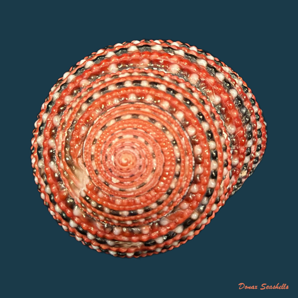 Clanculus pharaonius (Linnaeus, 1758) - 20,1mm