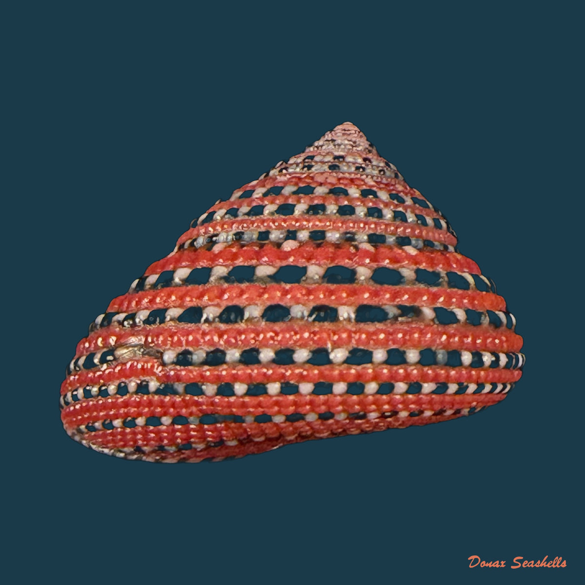 Clanculus pharaonius (Linnaeus, 1758) - 16,8mm