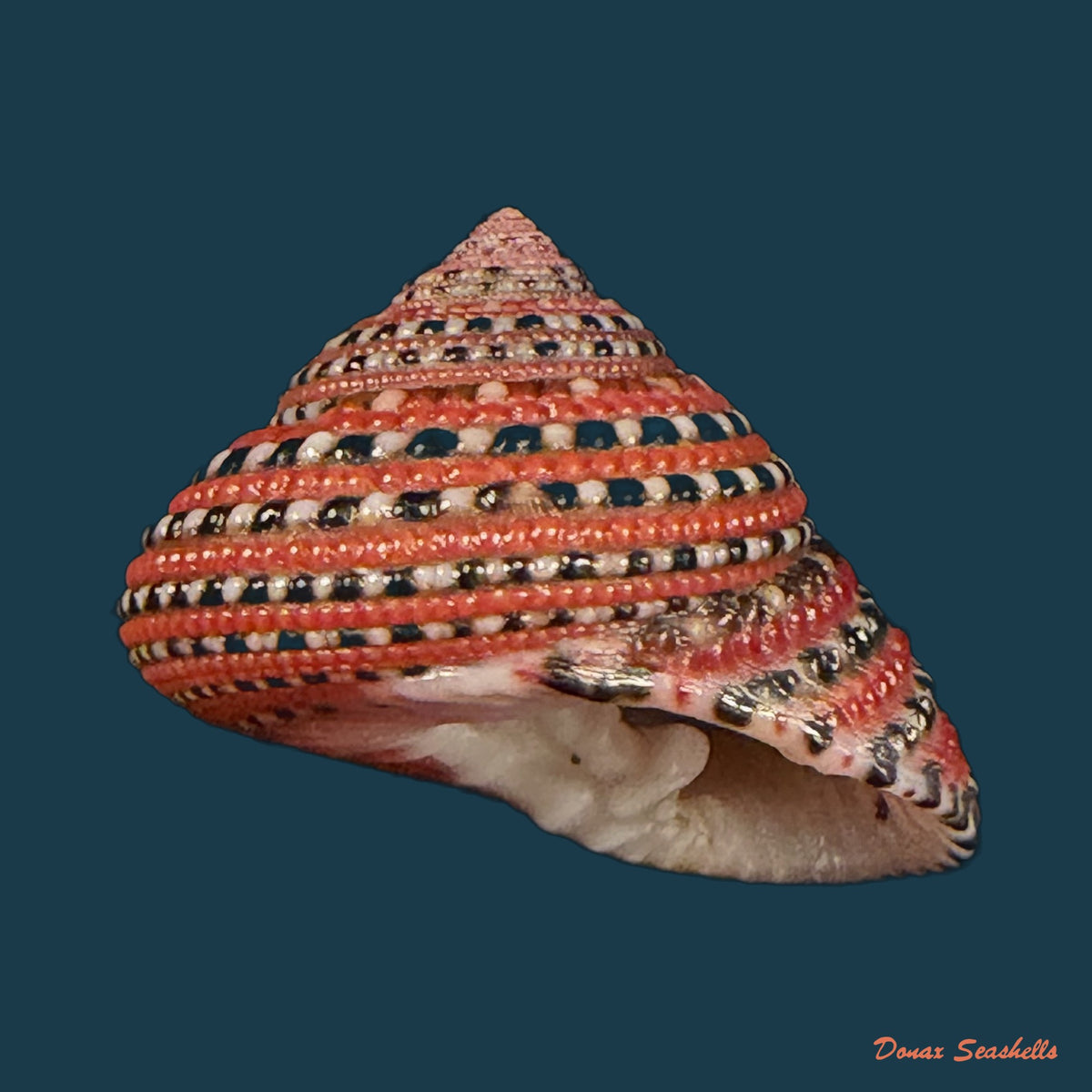 Clanculus pharaonius (Linnaeus, 1758) - 16,8mm
