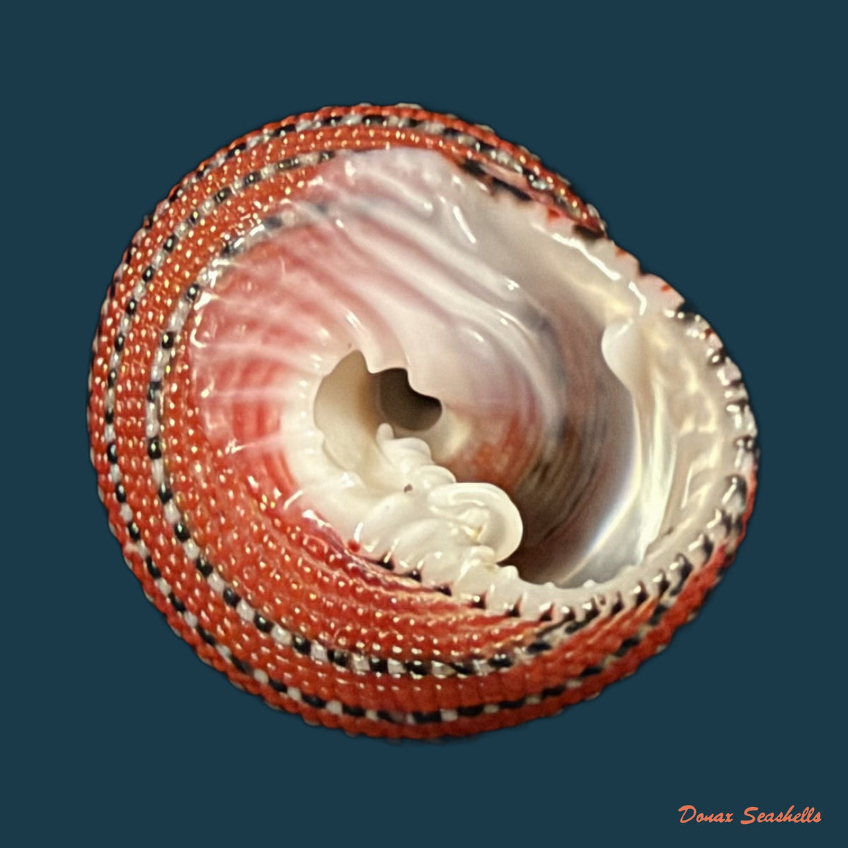 Clanculus pharaonius (Linnaeus, 1758) - 16,8mm