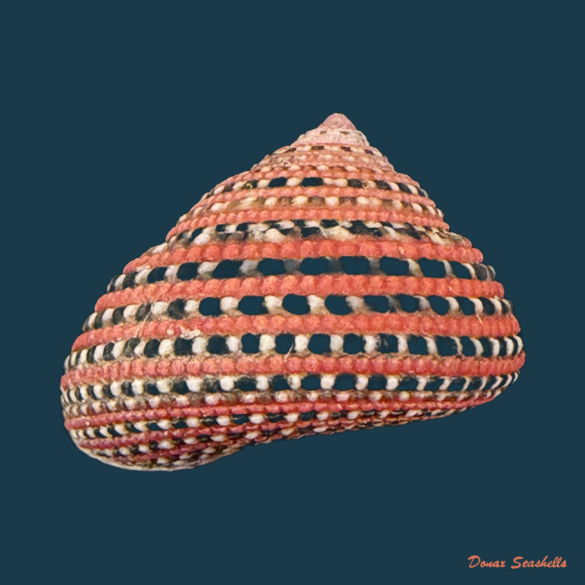 Clanculus pharaonius (Linnaeus, 1758) - 17,2mm