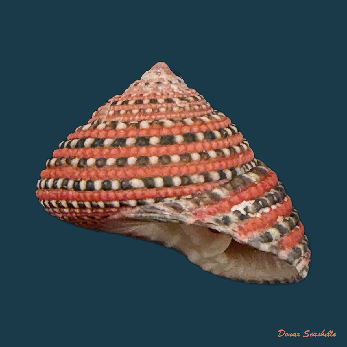 Clanculus pharaonius (Linnaeus, 1758) - 17,2mm