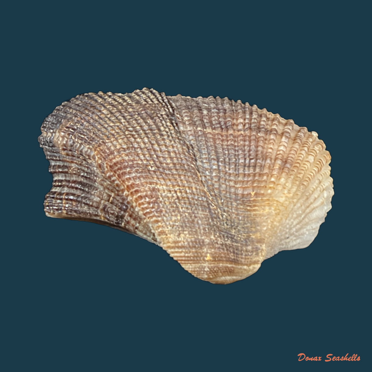 Lamarcka imbricata (Bruguière, 1789) - 38mm