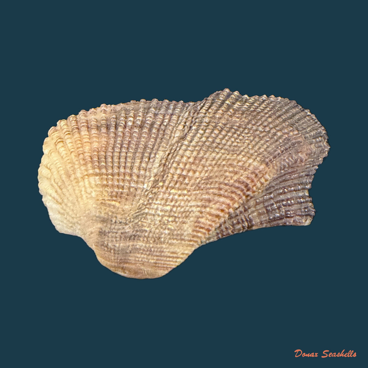 Lamarcka imbricata (Bruguière, 1789) - 38mm