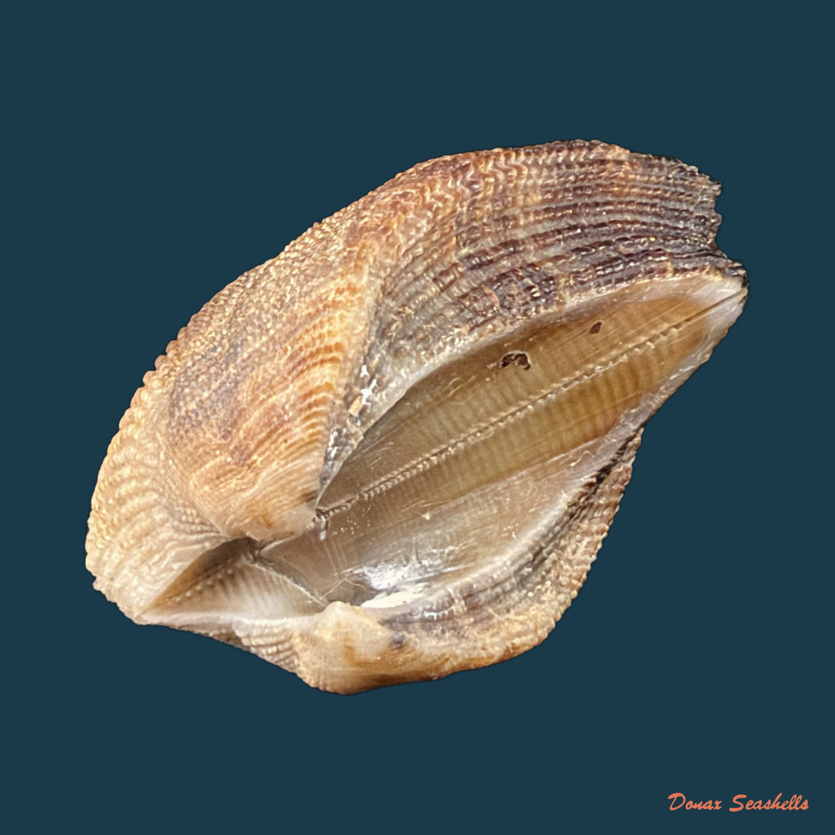 Lamarcka imbricata (Bruguière, 1789) - 38mm
