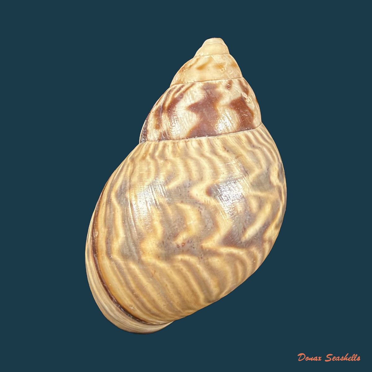 Orthalicus pulchellus (Spix, 1827) - 41,8mm