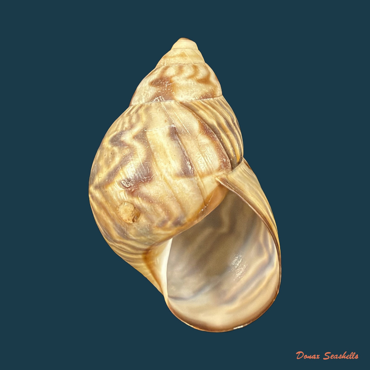 Orthalicus pulchellus (Spix, 1827) - 41,8mm