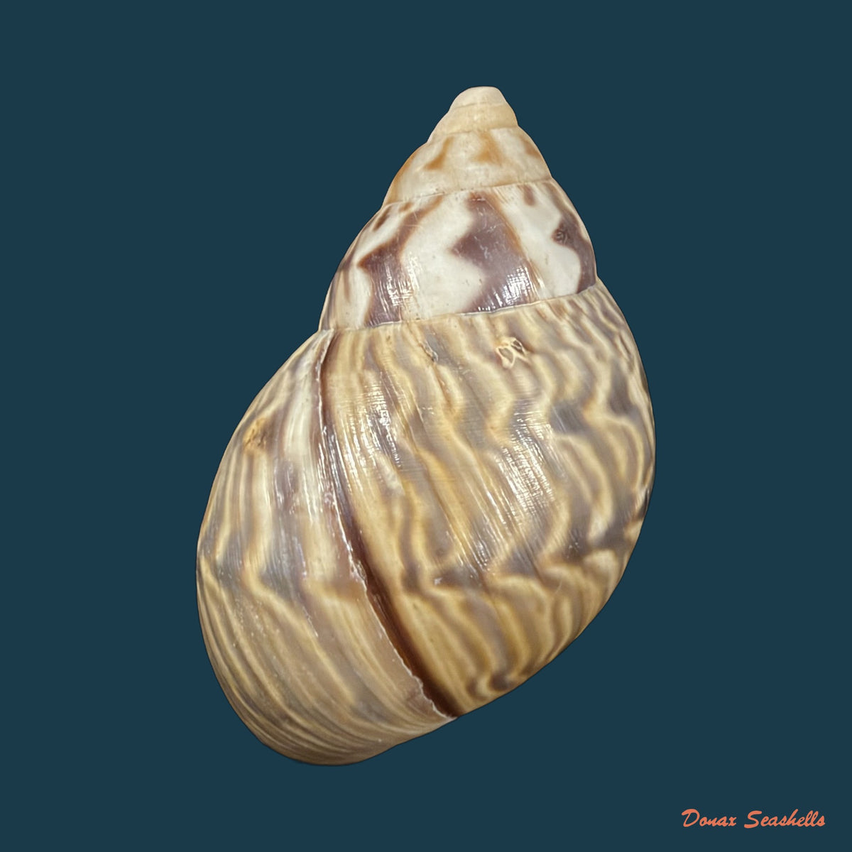 Orthalicus pulchellus (Spix, 1827) - 39,5mm