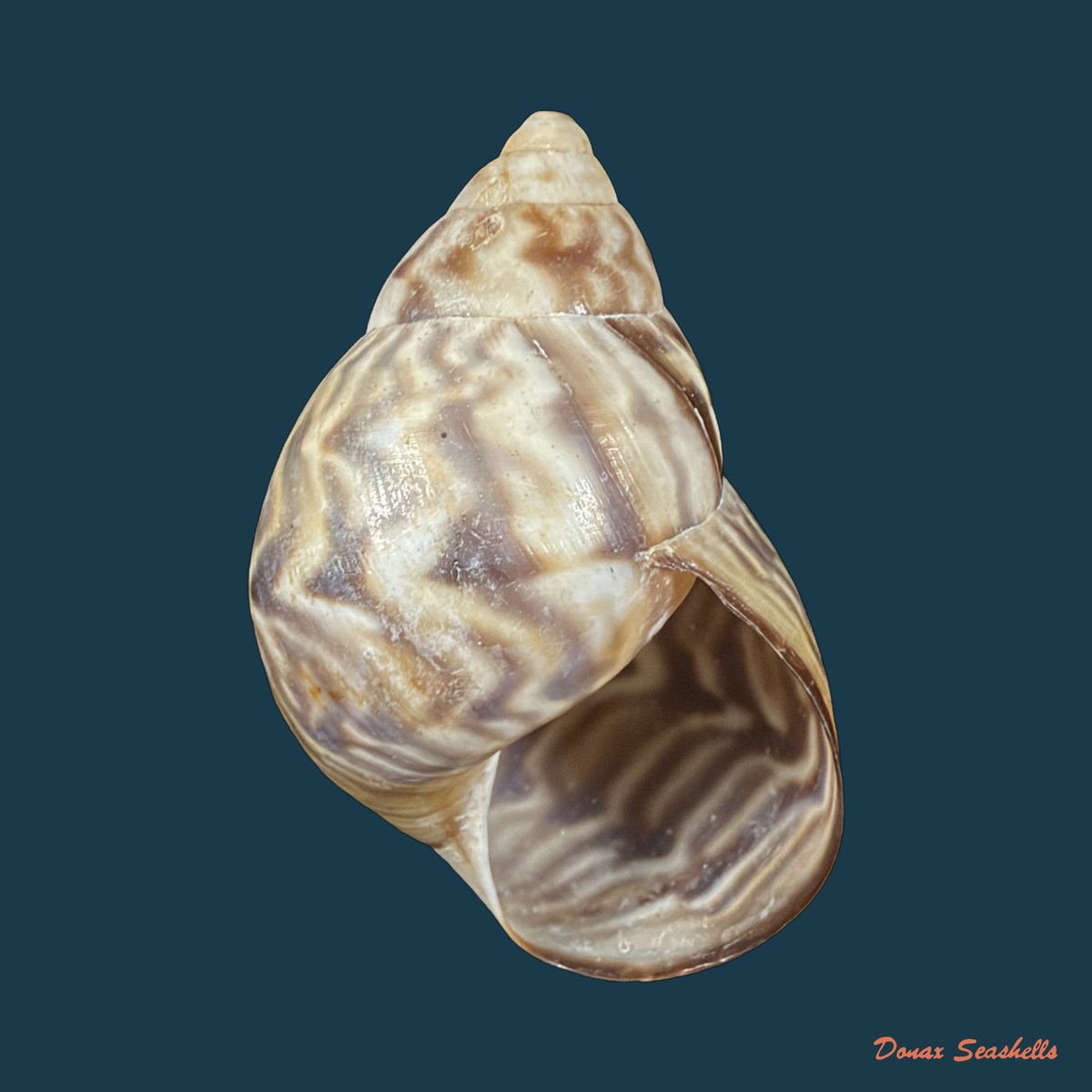 Orthalicus pulchellus (Spix, 1827) - 39,5mm