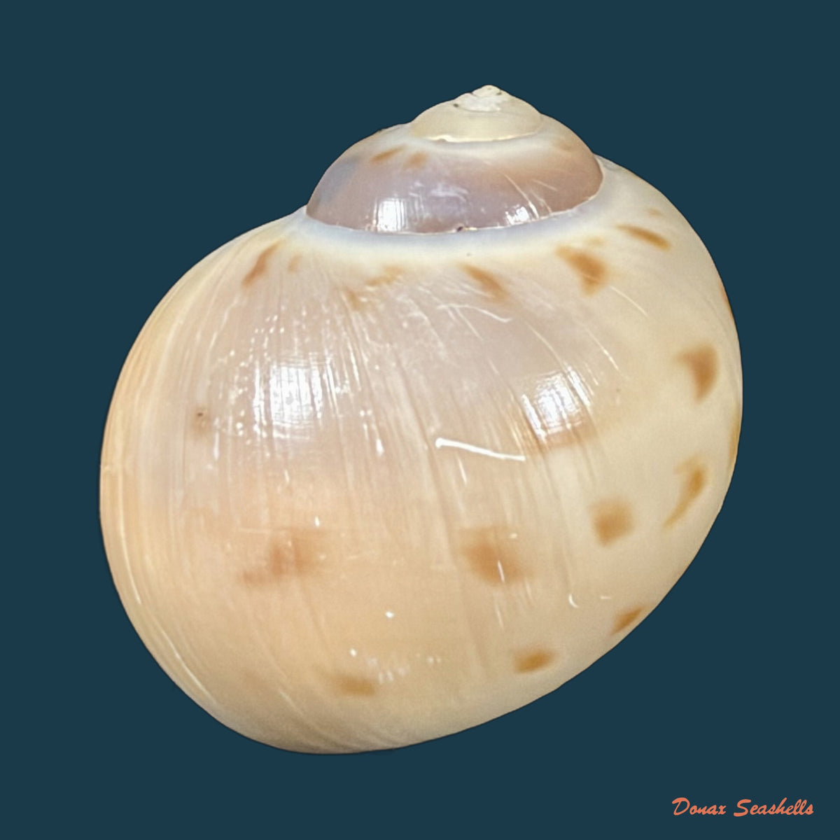 Euspira grossularia (Marche-Marchad, 1957) - 23,2mm