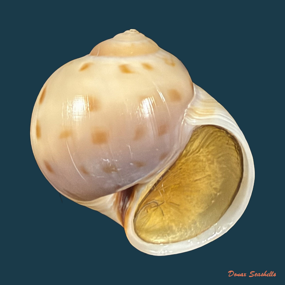 Euspira grossularia (Marche-Marchad, 1957) - 23,2mm