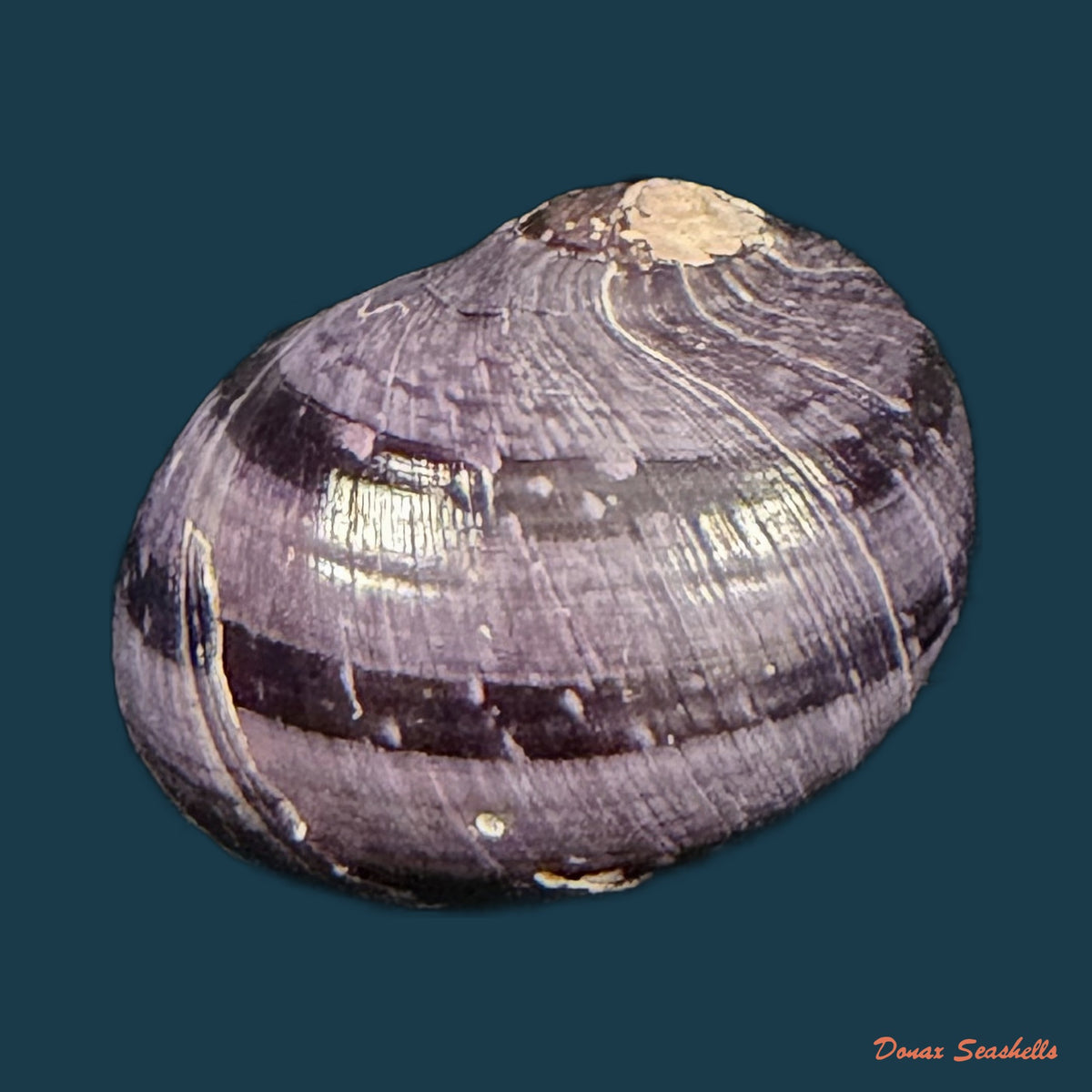 Neritodryas cornea (Linnaeus, 1758) - 24mm