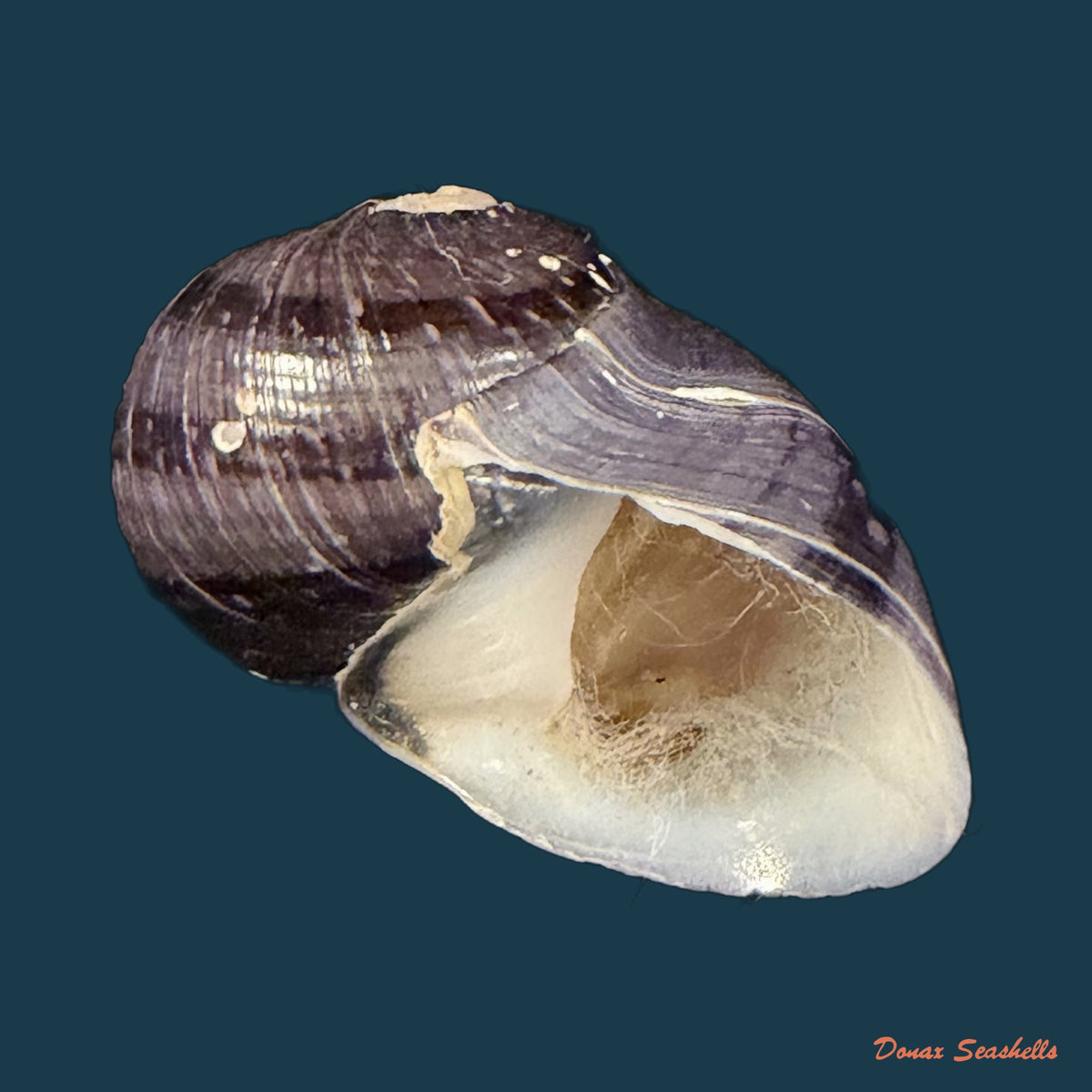 Neritodryas cornea (Linnaeus, 1758) - 24mm