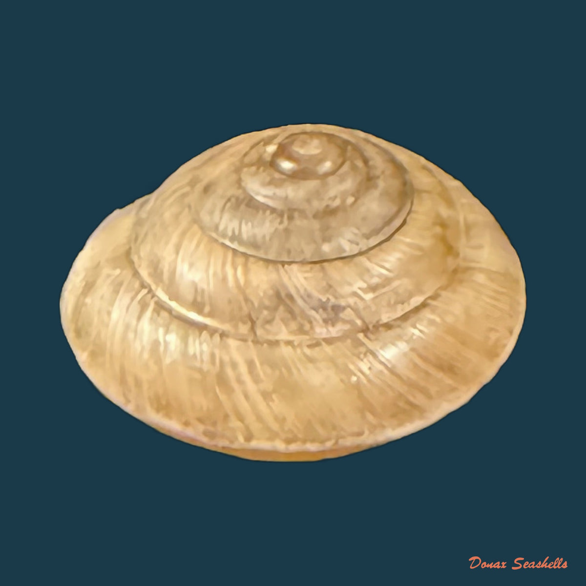 Trochonanina mozambicensis (L. Pfeiffer, 1855) - 18,4mm