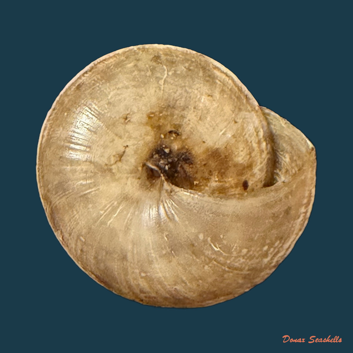 Trochonanina mozambicensis (L. Pfeiffer, 1855) - 18,1mm
