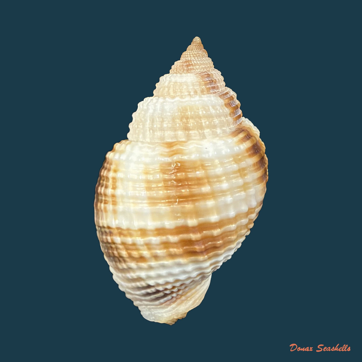 Cancellaria mediamericana Petuch, 1998 - 36,6mm