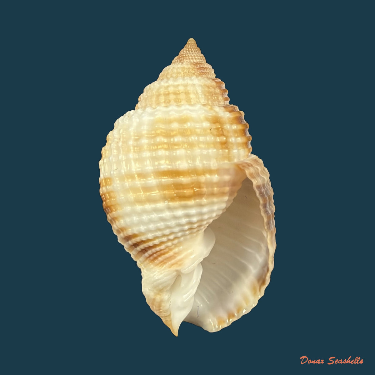 Cancellaria mediamericana Petuch, 1998 - 36,6mm