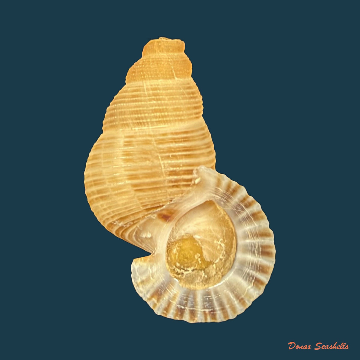 Chondrothyra parilis (C. de la Torre & Bartsch, 1938) - 23,5mm