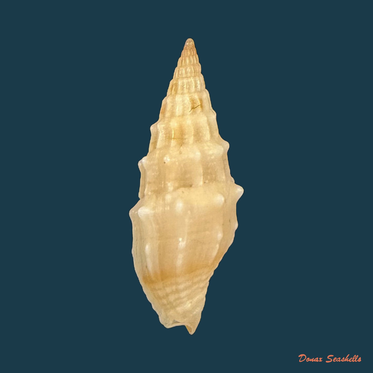 Vexillum coronatum (Helbling, 1779) - 13,7mm