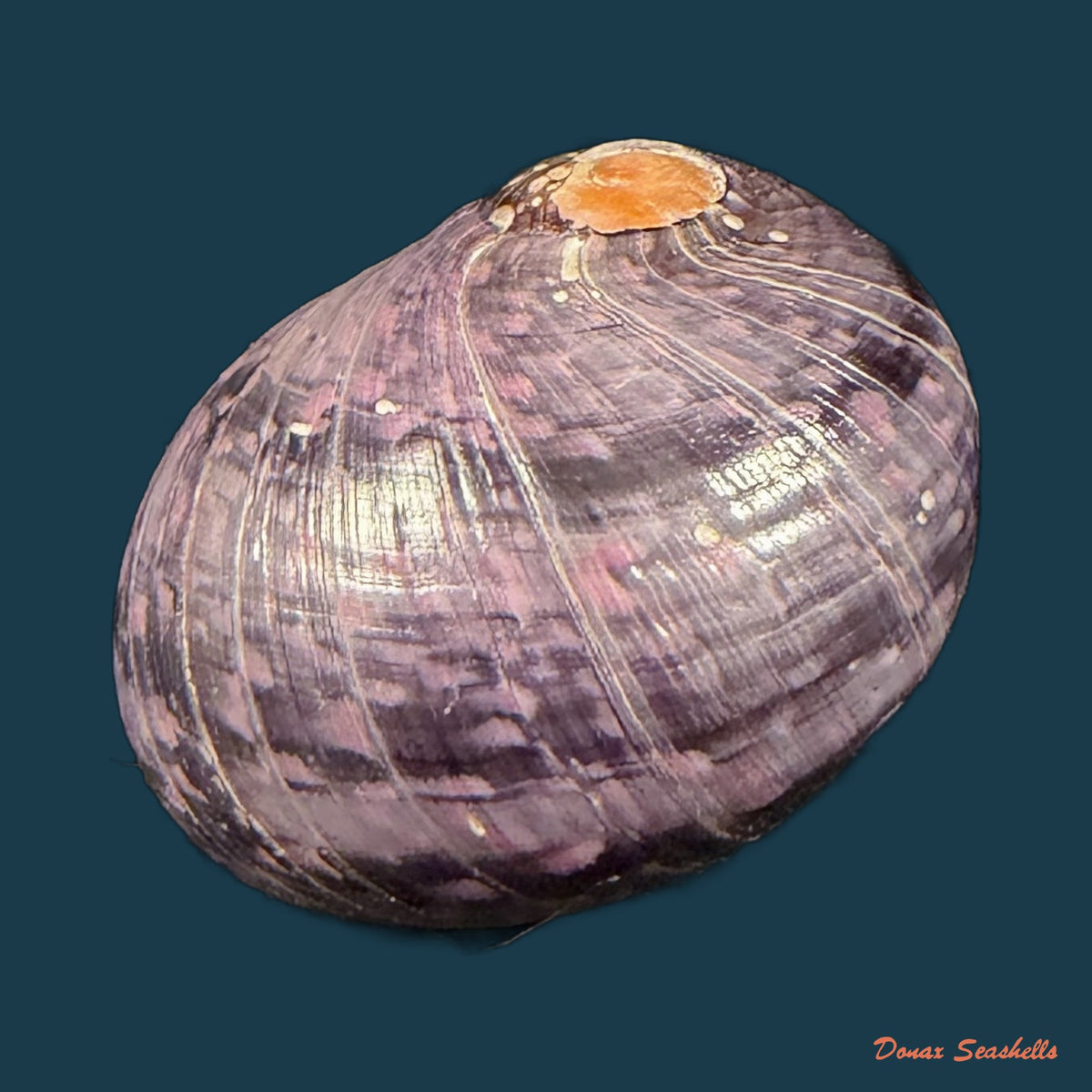 Neritodryas cornea (Linnaeus, 1758) - 21,6mm