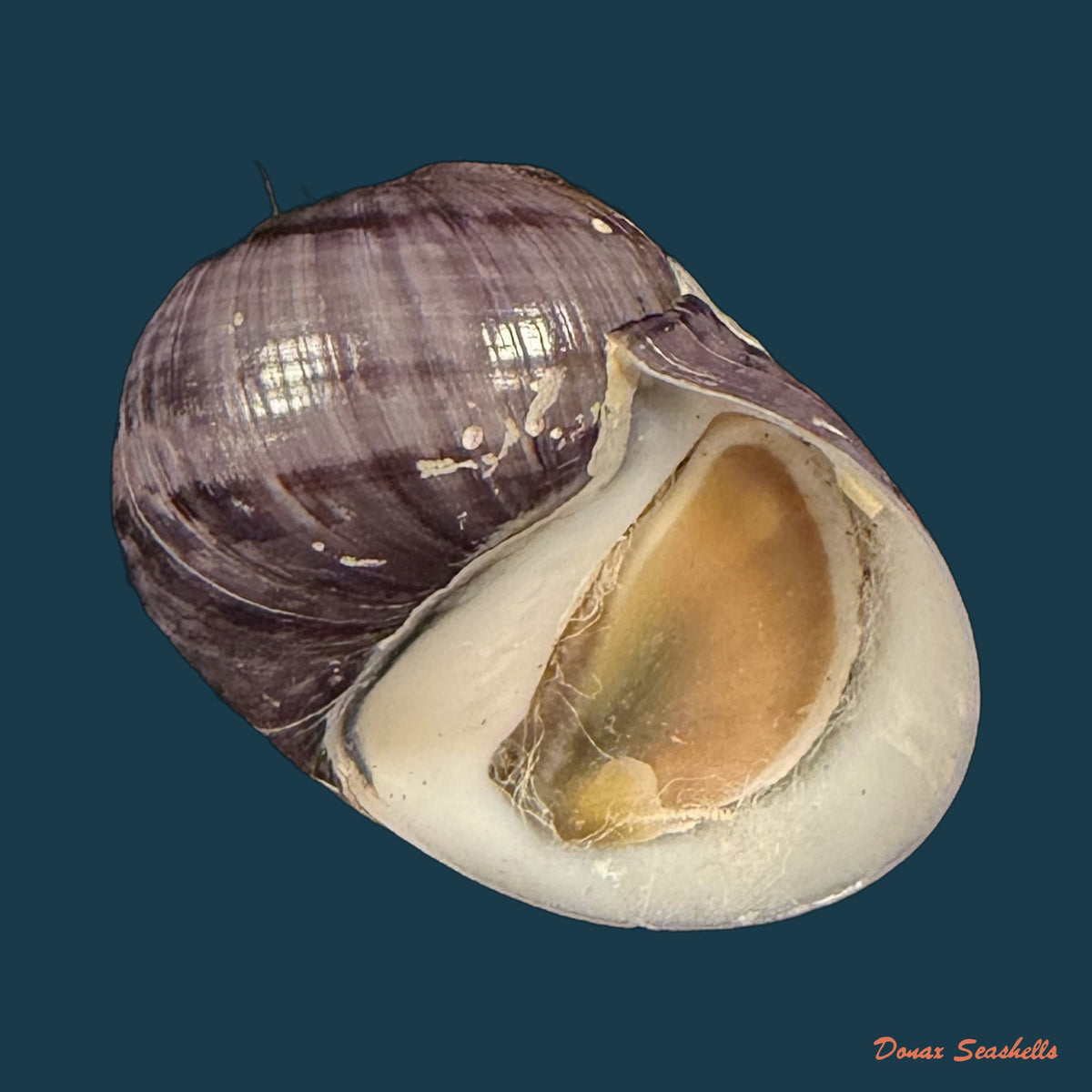 Neritodryas cornea (Linnaeus, 1758) - 21,6mm