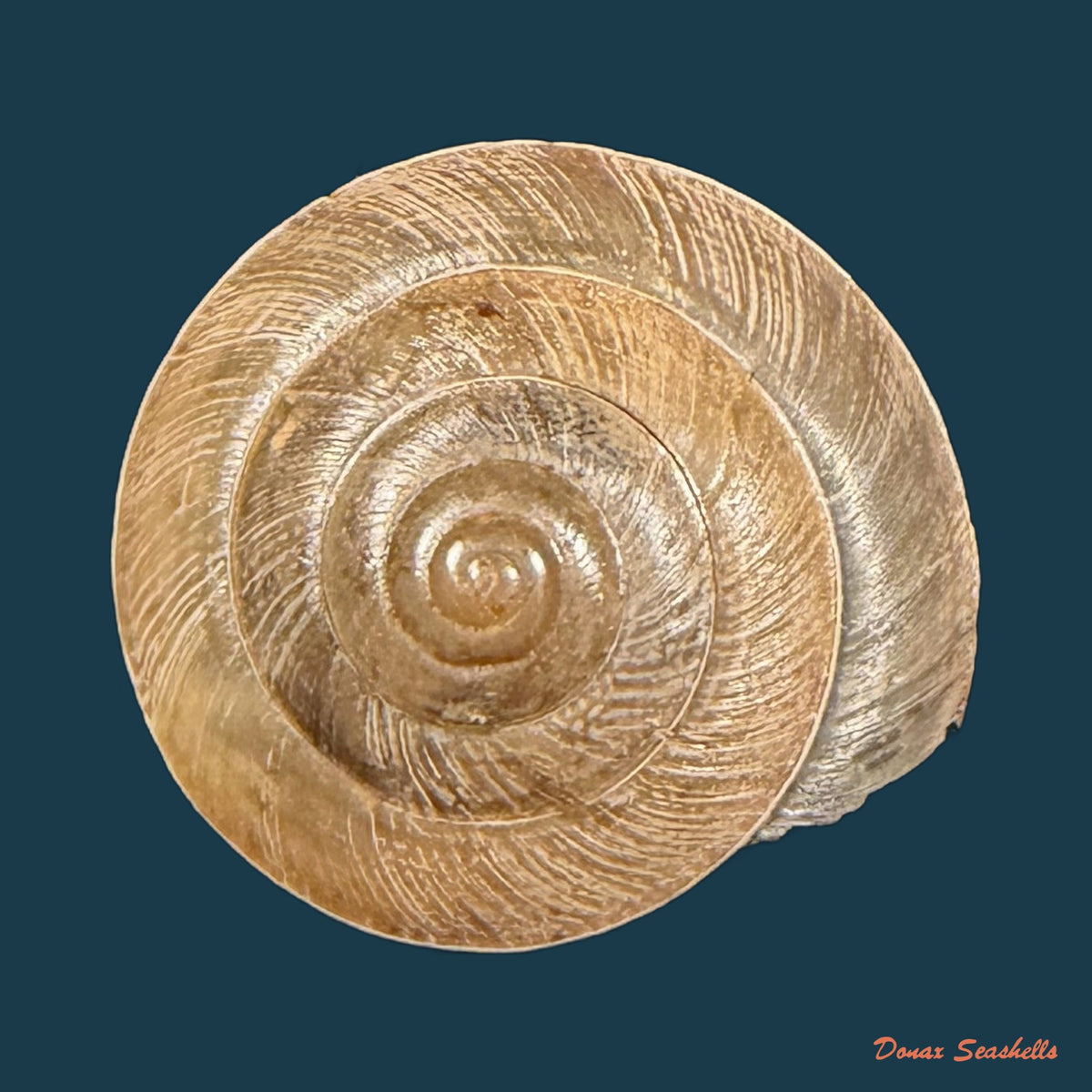 Trochonanina mozambicensis (L. Pfeiffer, 1855) - 17,7mm