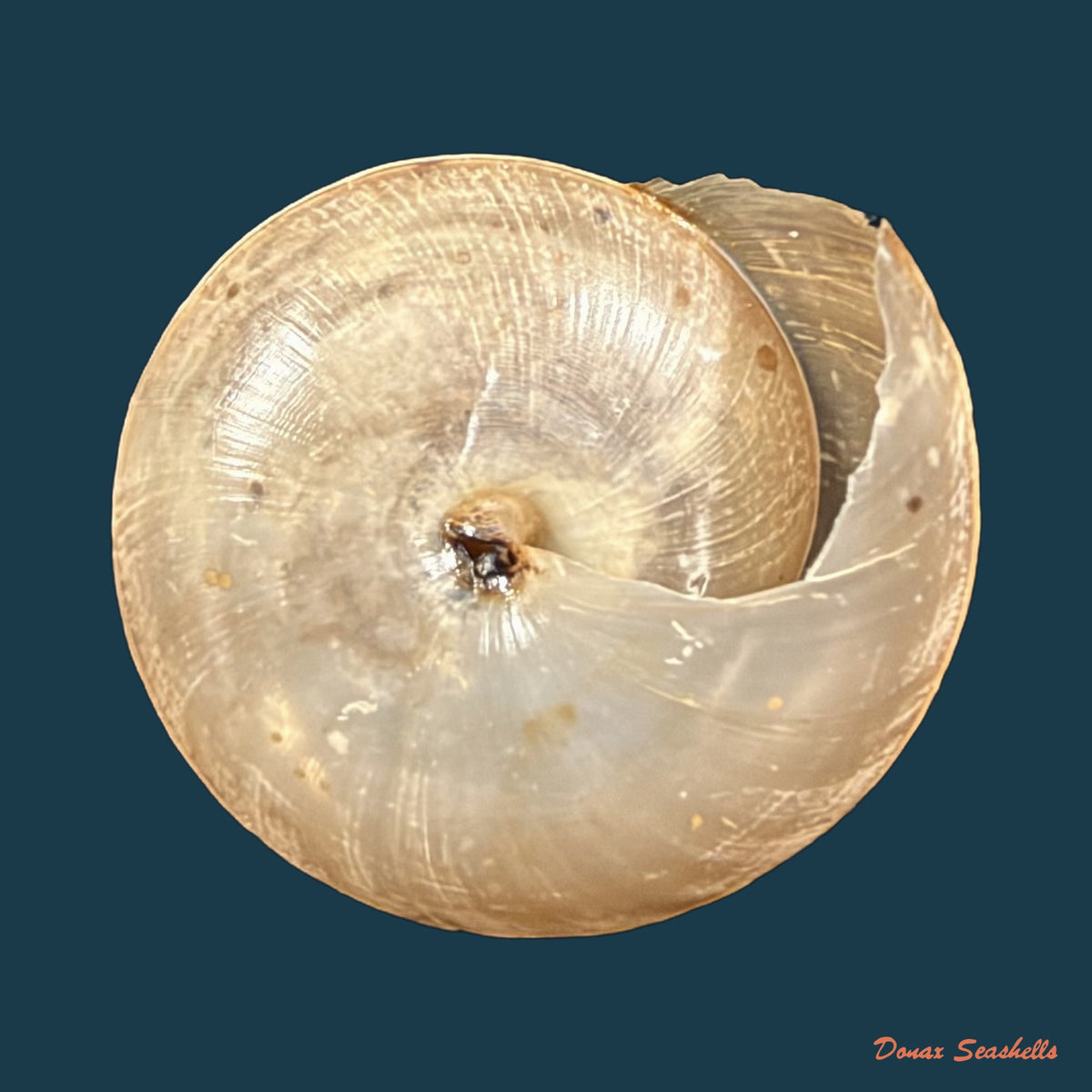 Trochonanina mozambicensis (L. Pfeiffer, 1855) - 17,7mm