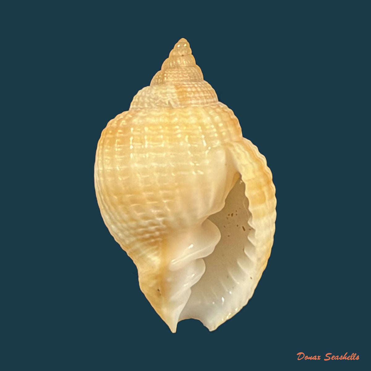 Cancellaria obesa G. B. Sowerby I, 1832 - 22mm