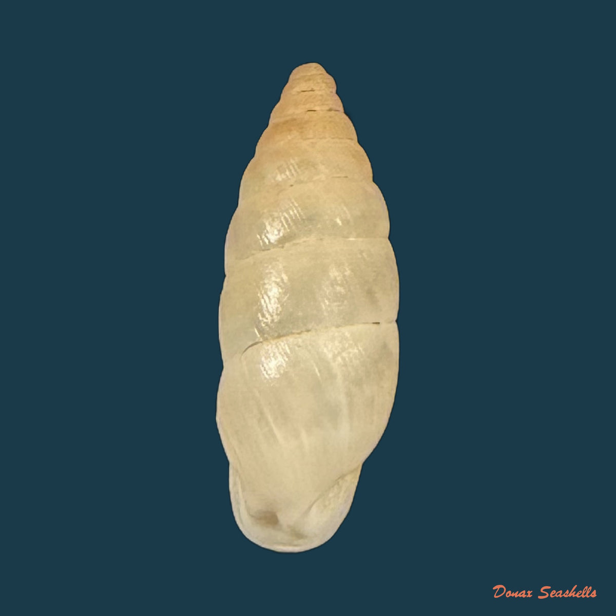 Cyclodontina kuhmholtziana Crosse, 1870 - 14,7mm