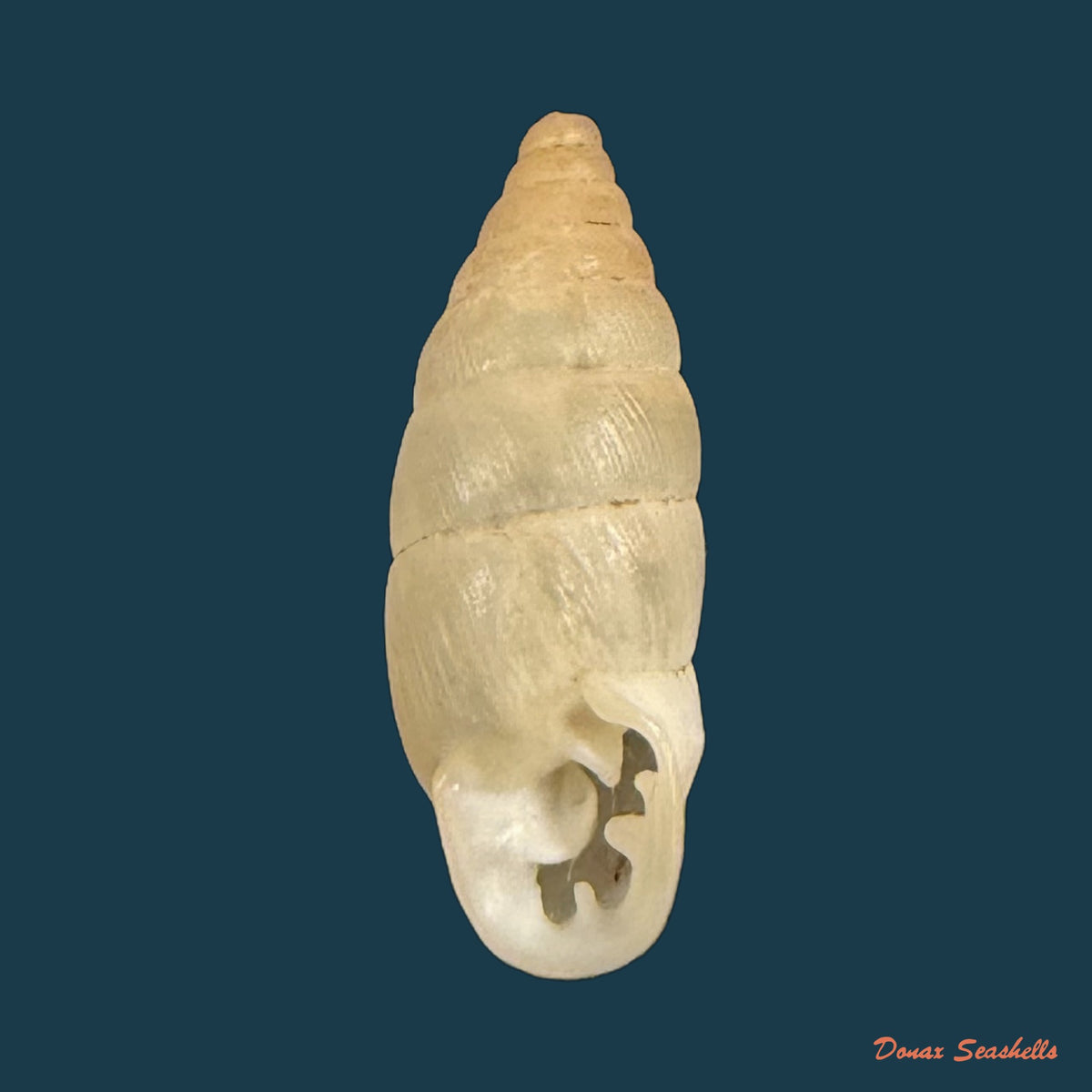 Cyclodontina kuhmholtziana Crosse, 1870 - 14,7mm
