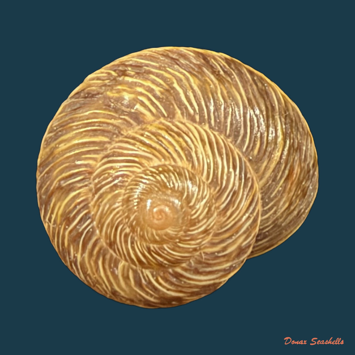 Leptaxis nivosa (G. B. Sowerby I, 1824) - 15mm