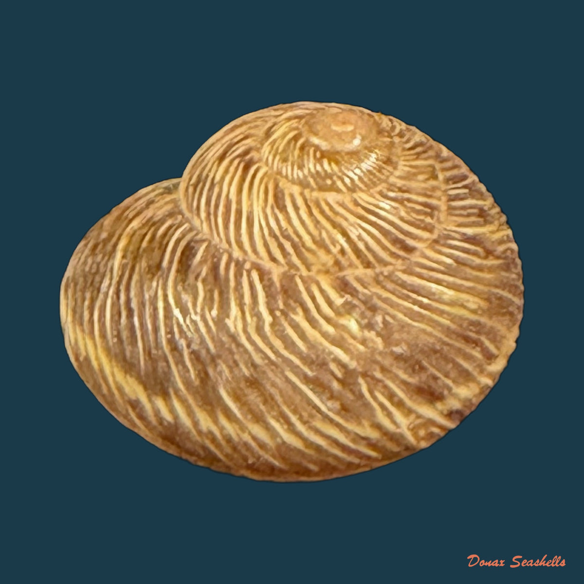 Leptaxis nivosa (G. B. Sowerby I, 1824) - 15mm