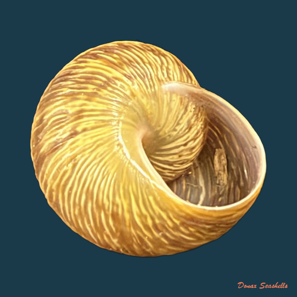 Leptaxis nivosa (G. B. Sowerby I, 1824) - 15mm