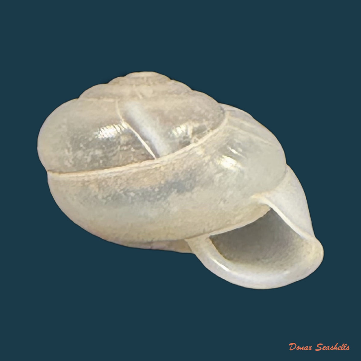 Streptartemon cookeanus (F. Baker, 1914) - 9,9mm
