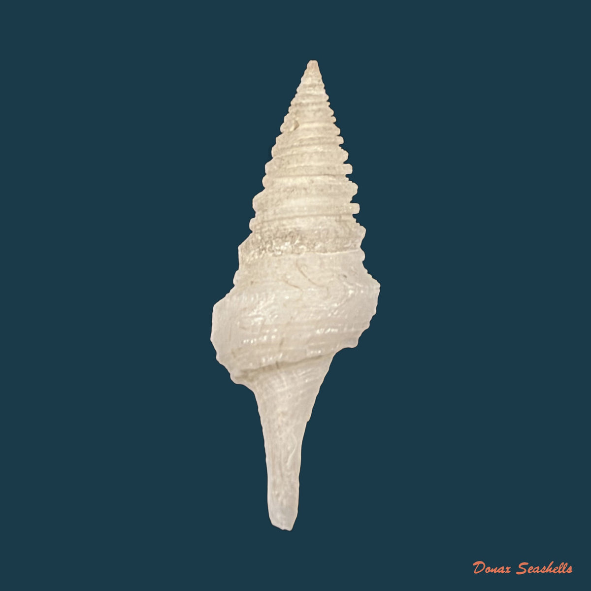 Cryptogemma periscelida (Dall, 1889) - 32,9mm